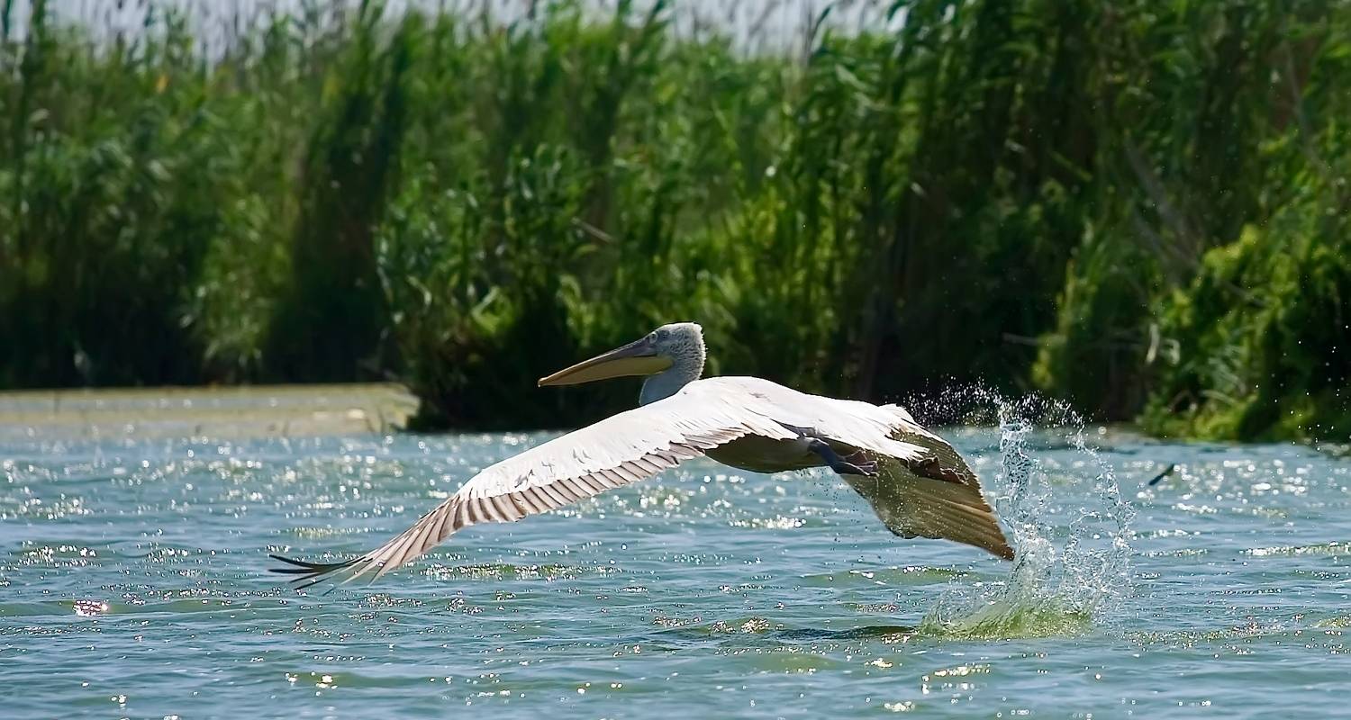 Verkenner Rondreizen in Donau Delta