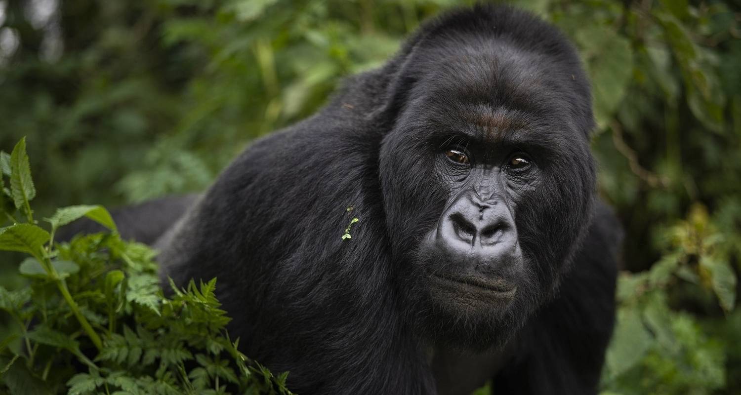 Circuits et voyages Privé – Parc national de la forêt impénétrable de Bwindi