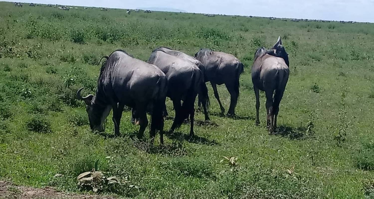 Safari de 3 días por el Serengeti - Almighty Kilimanjaro