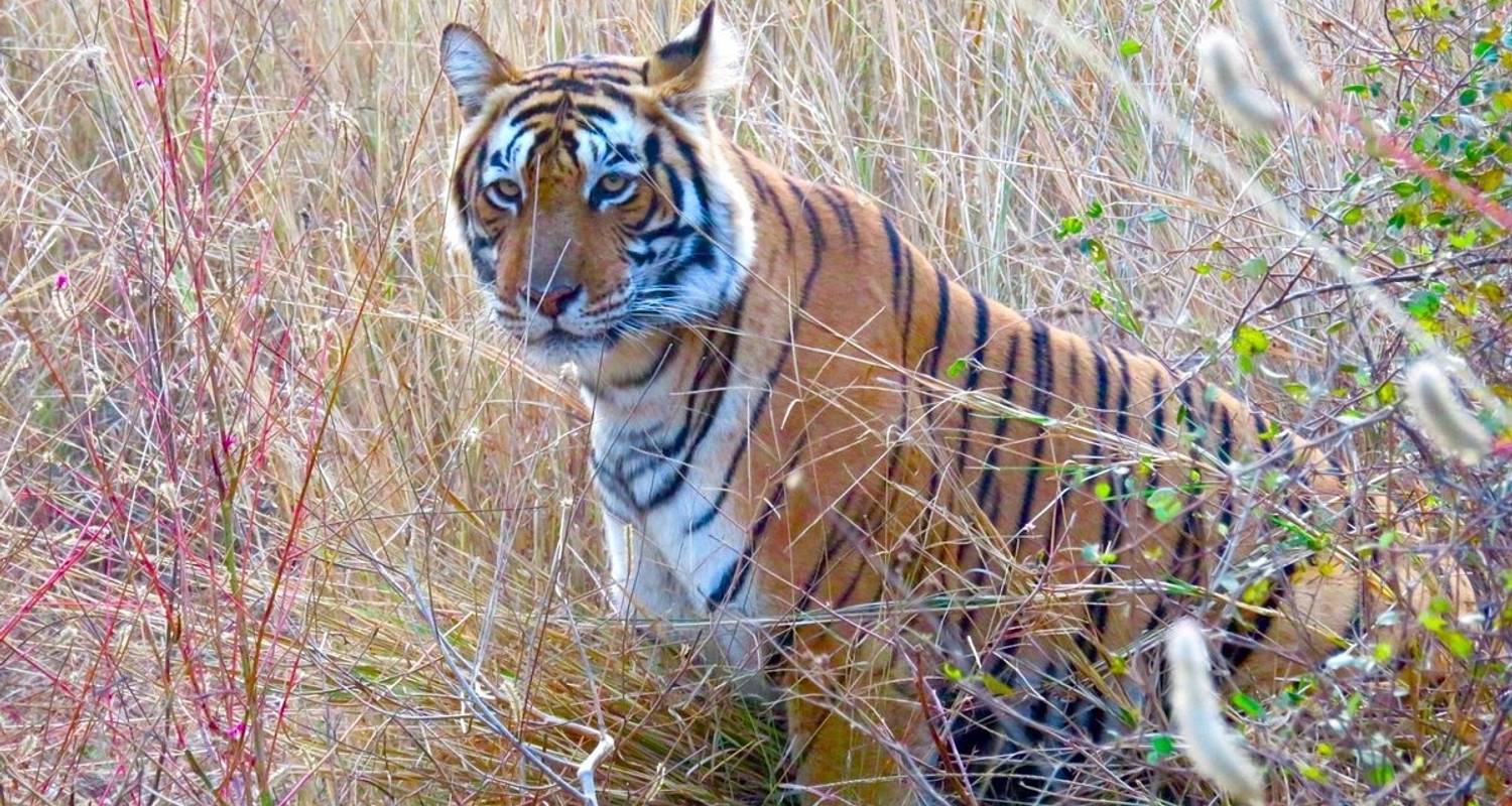 Circuito al triángulo de oro con tigres de Ranthambore y Taj Mahal amanecer/puesta de sol 7 días - Agra Taj Visit