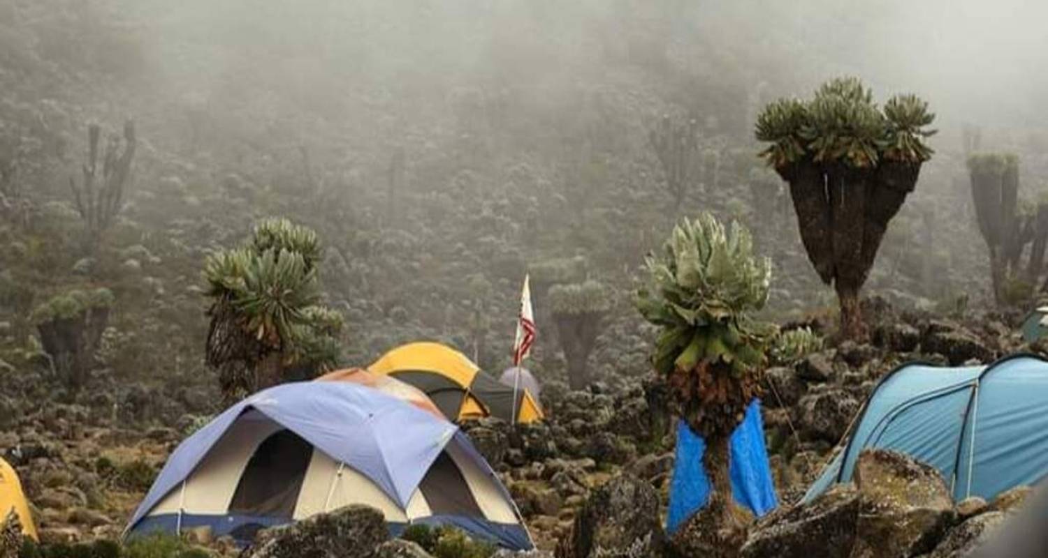 Mount kilimanjaro climbing through rongai route 8 days (all accommodation and transport are included) - Click Expeditions