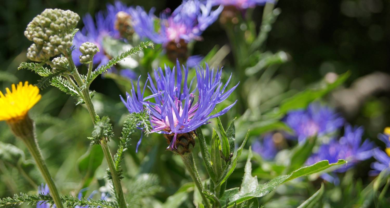 Vercors Nature Park - Mountain Idyll Between the Alps and Provence (7 days)