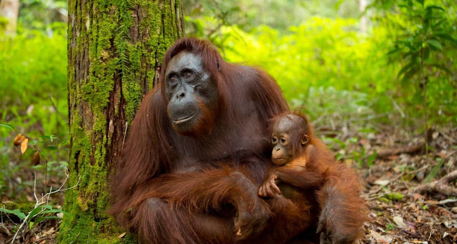 Fully Guided Tours & Trips in Borneo