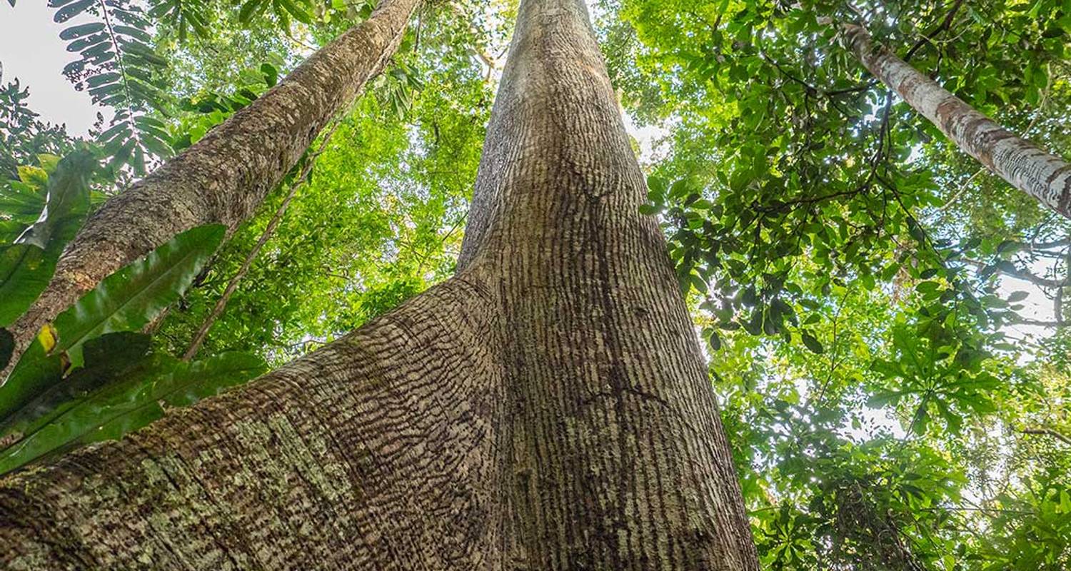 Jungle Trekking Tours & Trips in Yasuni National Park