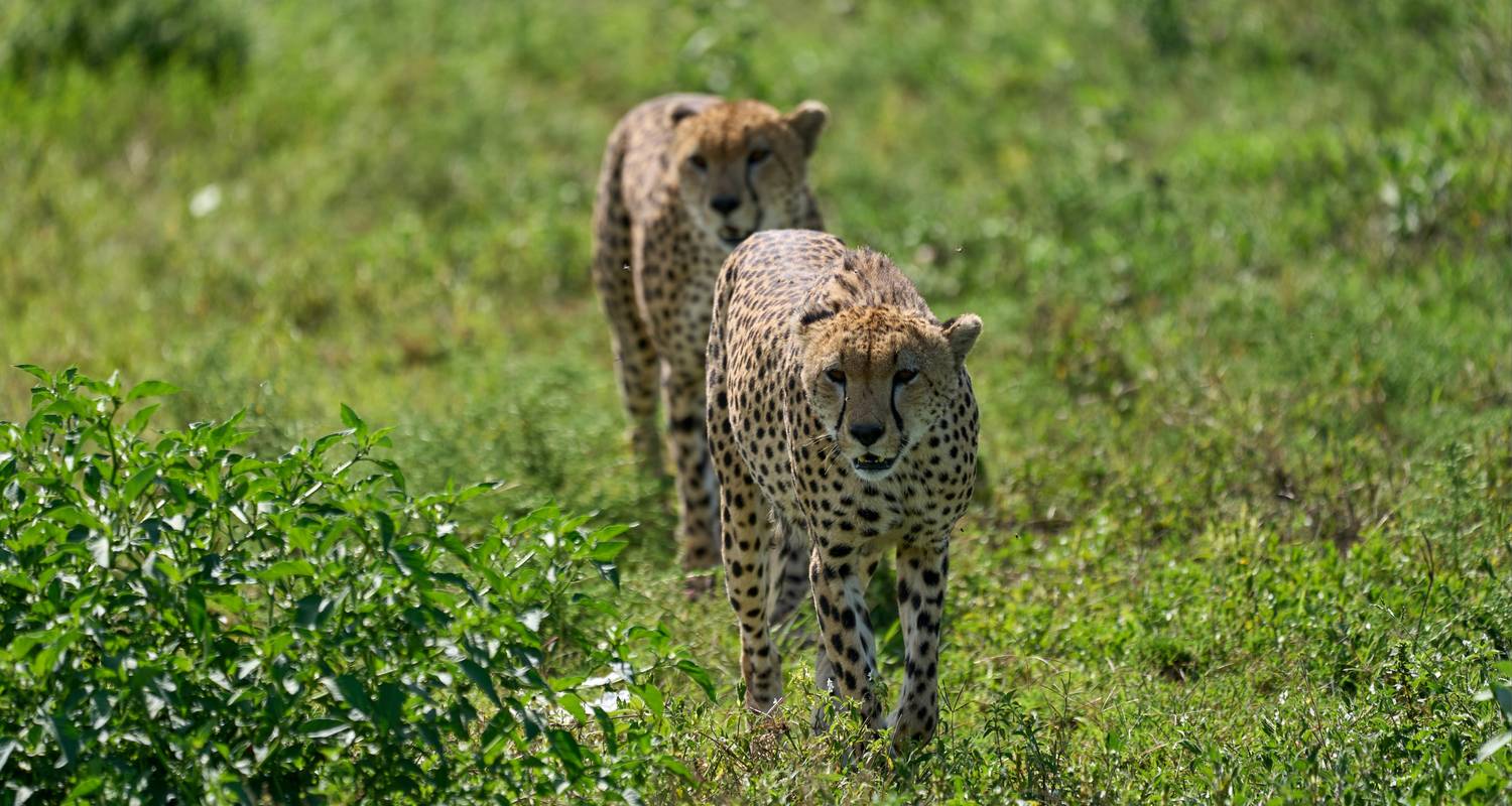 Safari de 4 jours dans le Serengeti au d part de Moshi Explorez