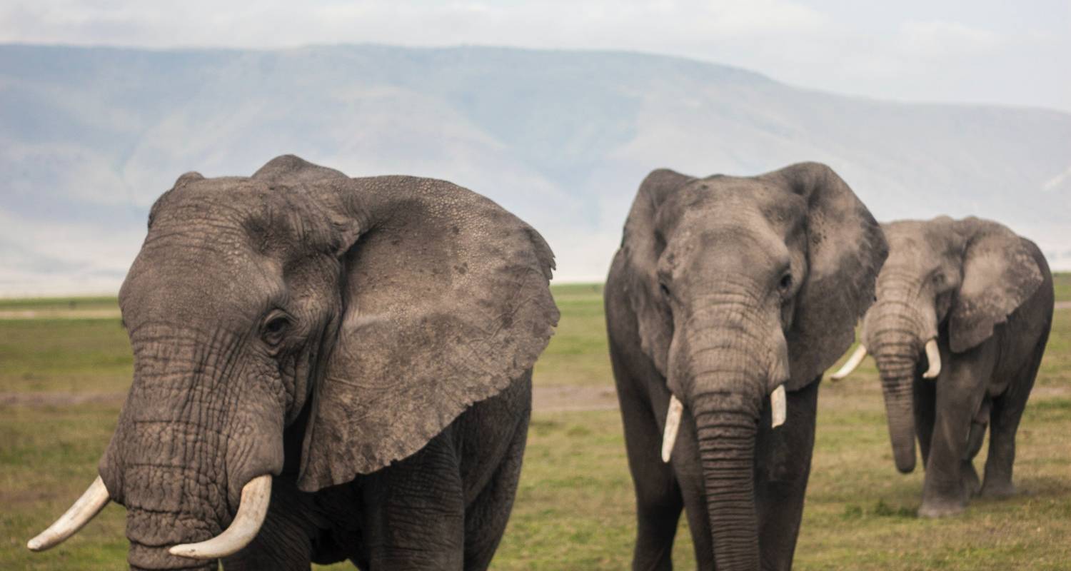 Join Our Affordable Day Tour to Ngorongoro Crater from Arusha. - Africa Natural Tours