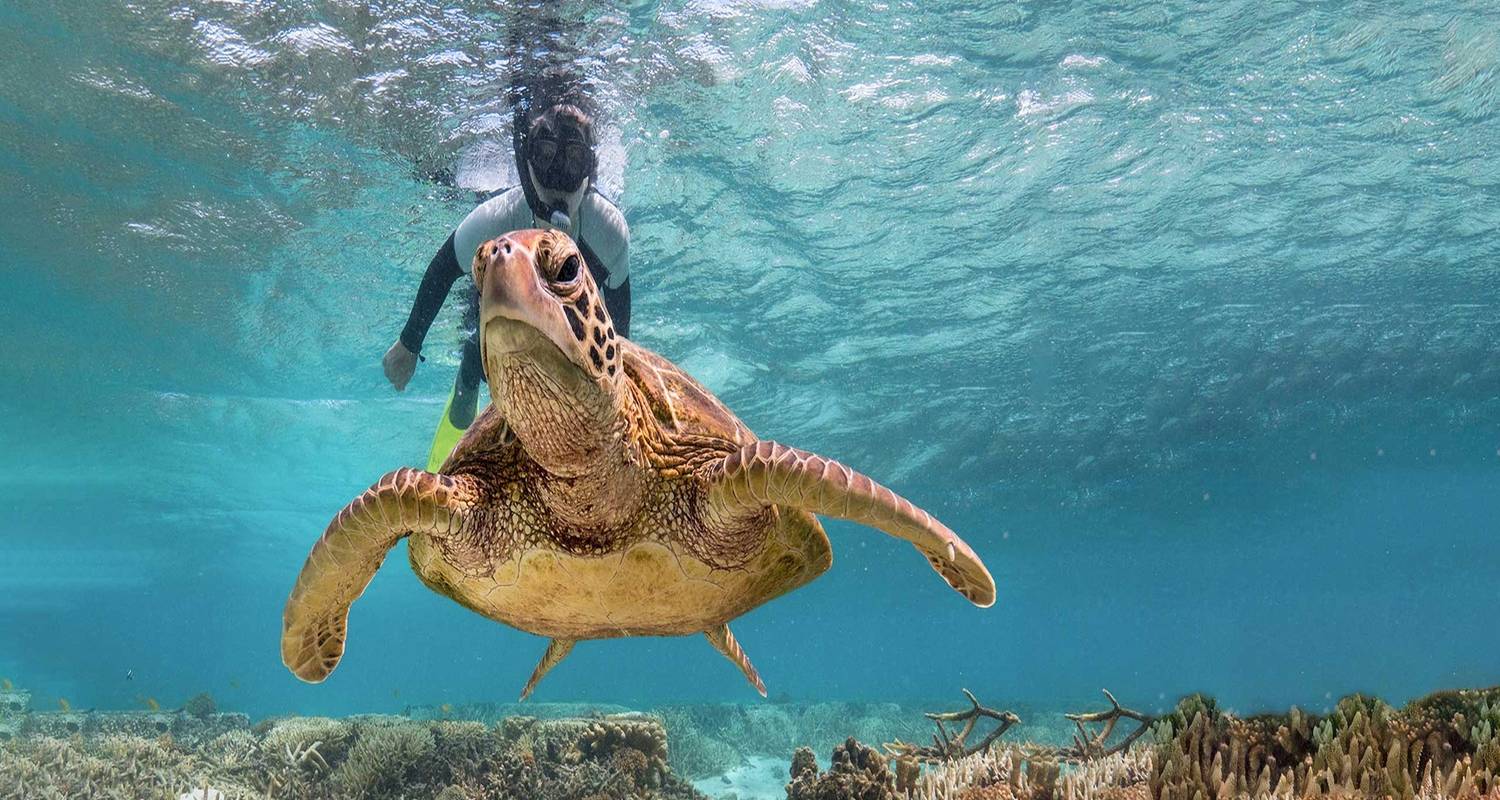 Beach Tours & Trips in Great Barrier Reef