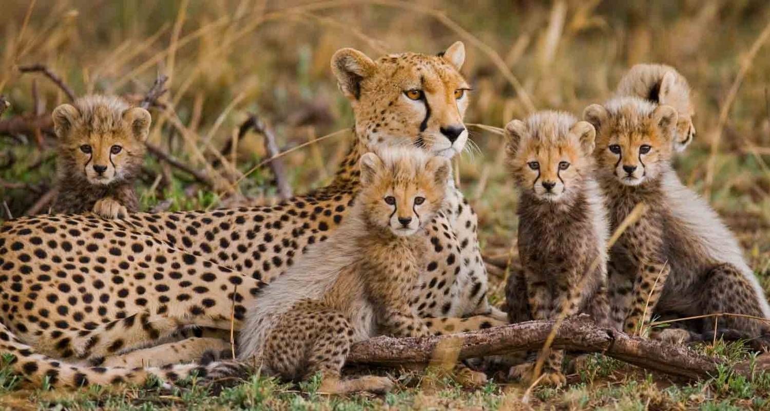 Safari en grupo en campamento de 5 días a Tarangire, Serengeti, Ngorongoro y lago Manyara - MEIJO SAFARIS