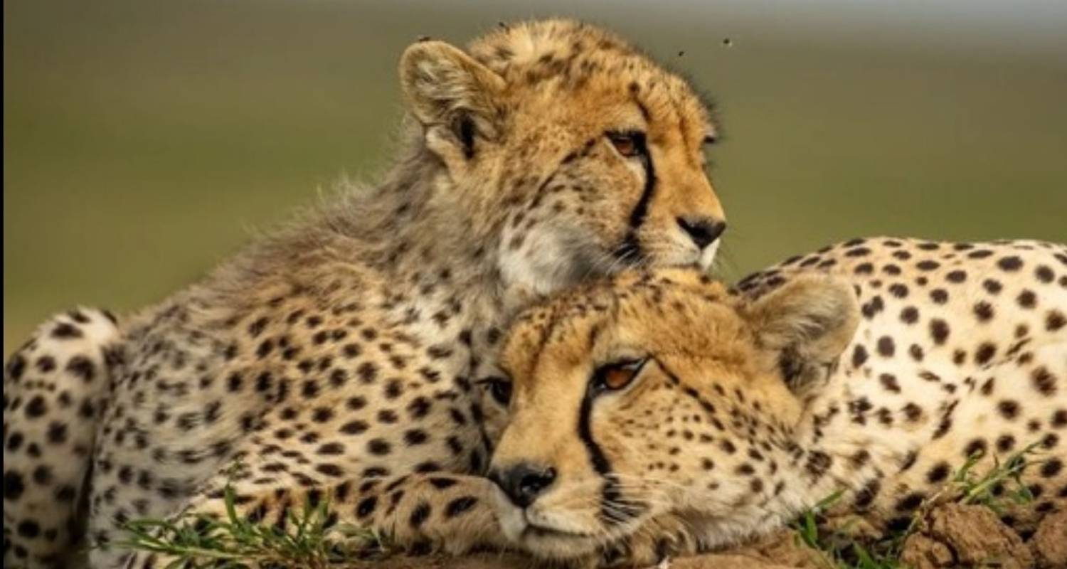 Kenya AND Tanzania Classic Safari – Two Birds with One Stone **Sustainable Approach to Travel - World Adventure Tours