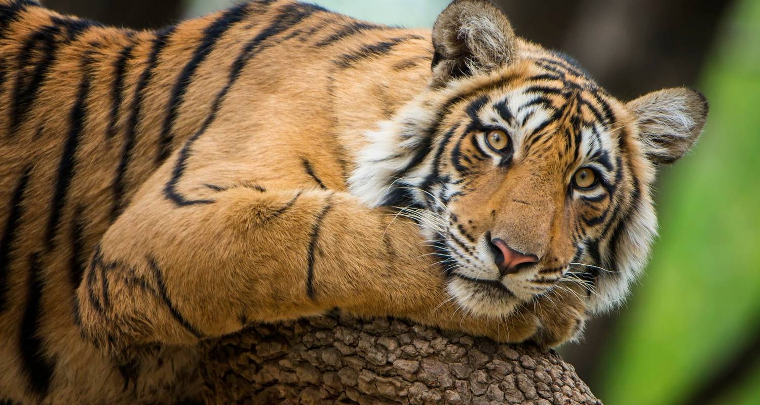 Adventures Ranthambore Wildlife Safari Tour From Delhi with Safari Rides - Fragrance of Taj