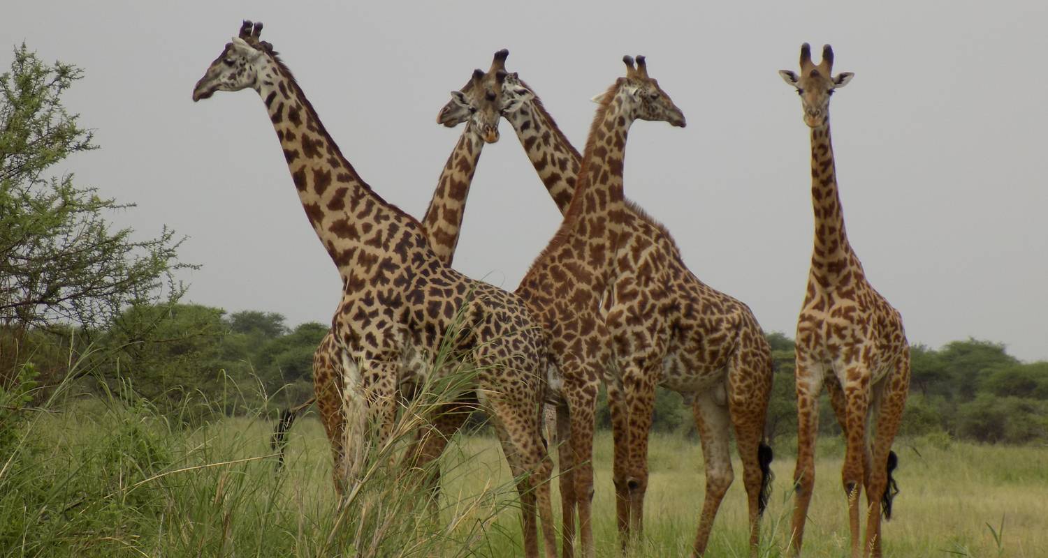 Ndutu Migration: Tarangire, Ndutu, Serengeti & Ngorongoro-Krater - 6 Tage - Lappet Faced Safaris