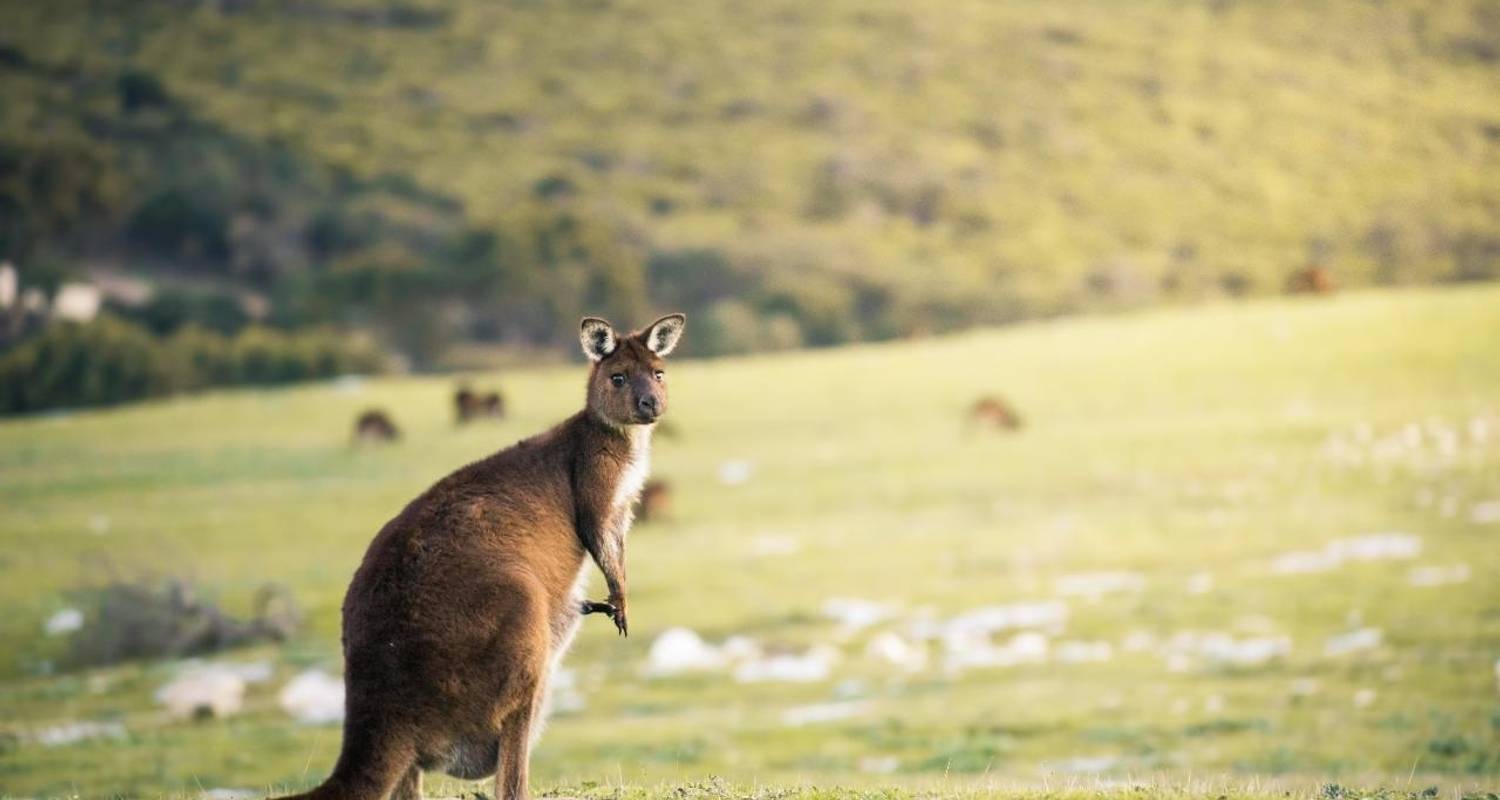 3- Day Kangaroo Island Adventure Tour