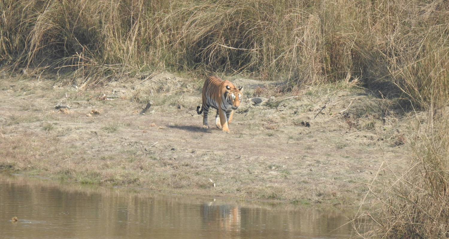 Circuit de suivi des tigres dans le parc national de Bardia - Getaway Nepal Adventure Pvt. Ltd