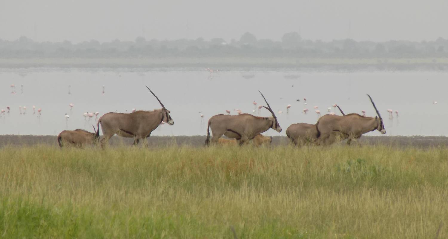 3 Days - Serengeti (2 nights) and Ngorongoro Crater - Lappet Faced Safaris