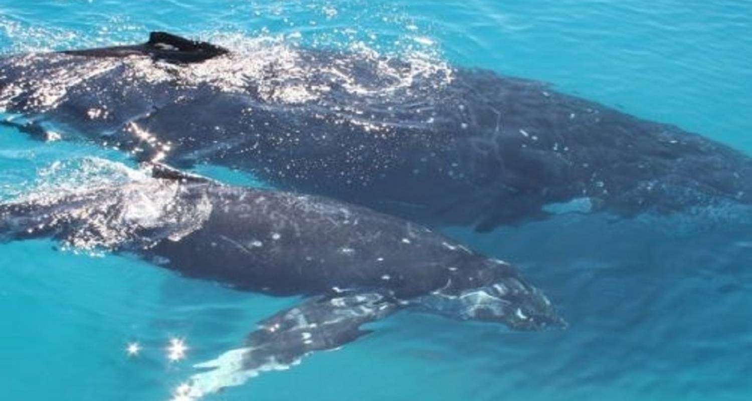 Migración gemela de ñus y ballenas en Kenia - BESH AFRICAN ADVENTURES