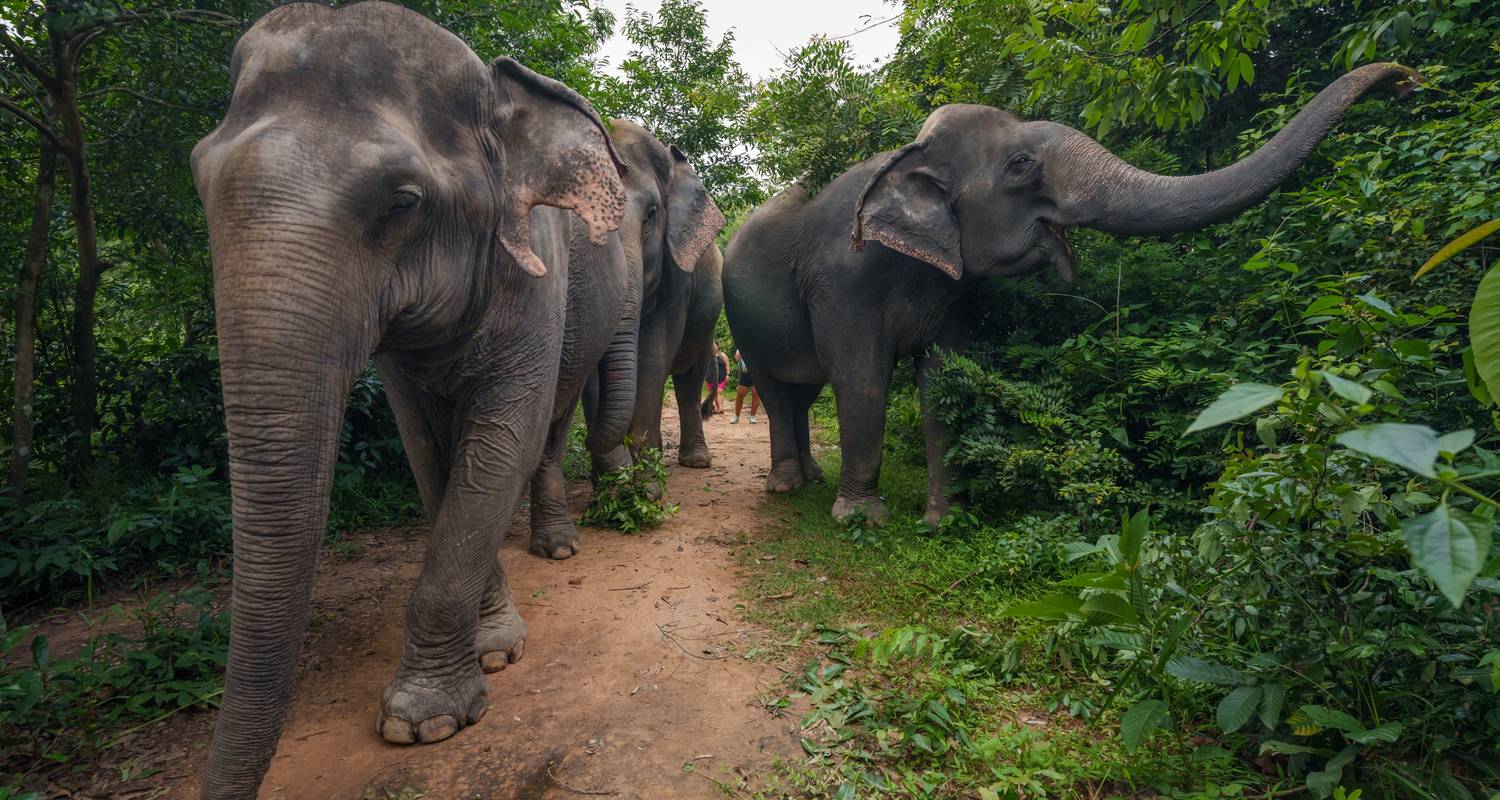 Vietnam and Cambodia: Wildlife & Culture with speed boat on Mekong River to Cambodia - Vietnam Allure Travel