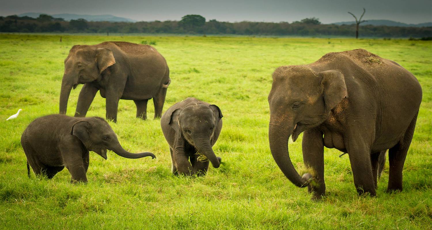Sri Lanka Untouched Wildlife - SkyHaven Tours