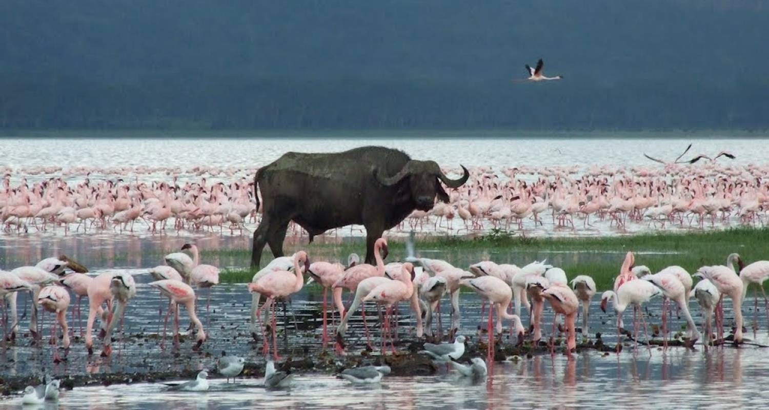 4 dagen Nakuru Lionhill&Sarova Mara Privé Luxe Safari - Gracepatt Ecotours Kenya