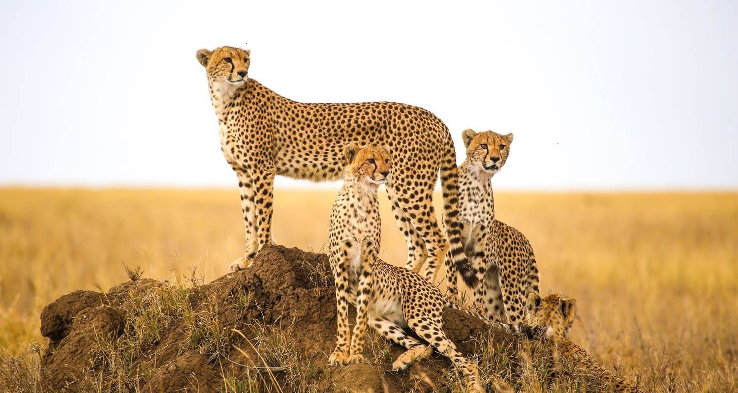 8 jours de safari en Tanzanie - Nature Safari