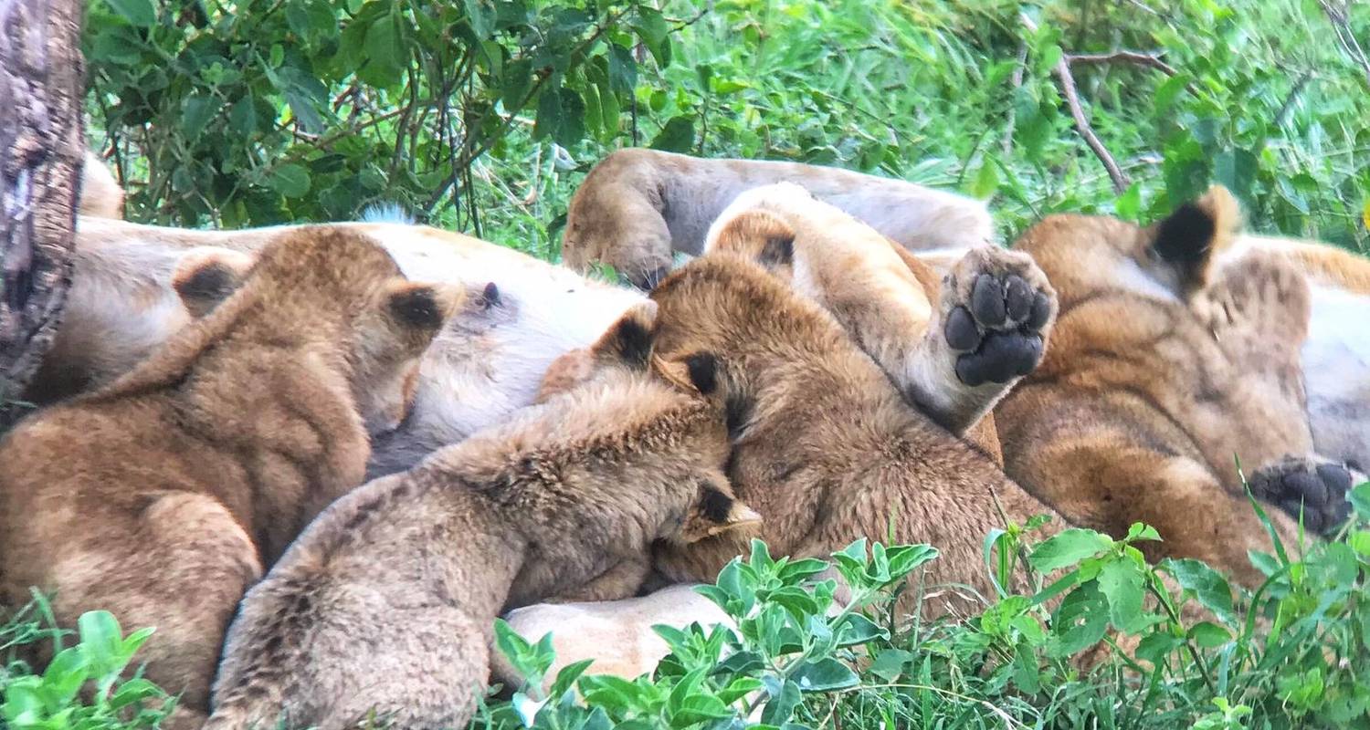 Circuit privé de 7 jours dans le nord et le sud - Gracepatt Ecotours Kenya