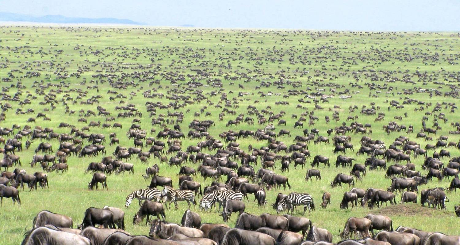 Serengeti Wildebeest Migration Accomodation And Transport Are Included By Tanzania Wildlife 