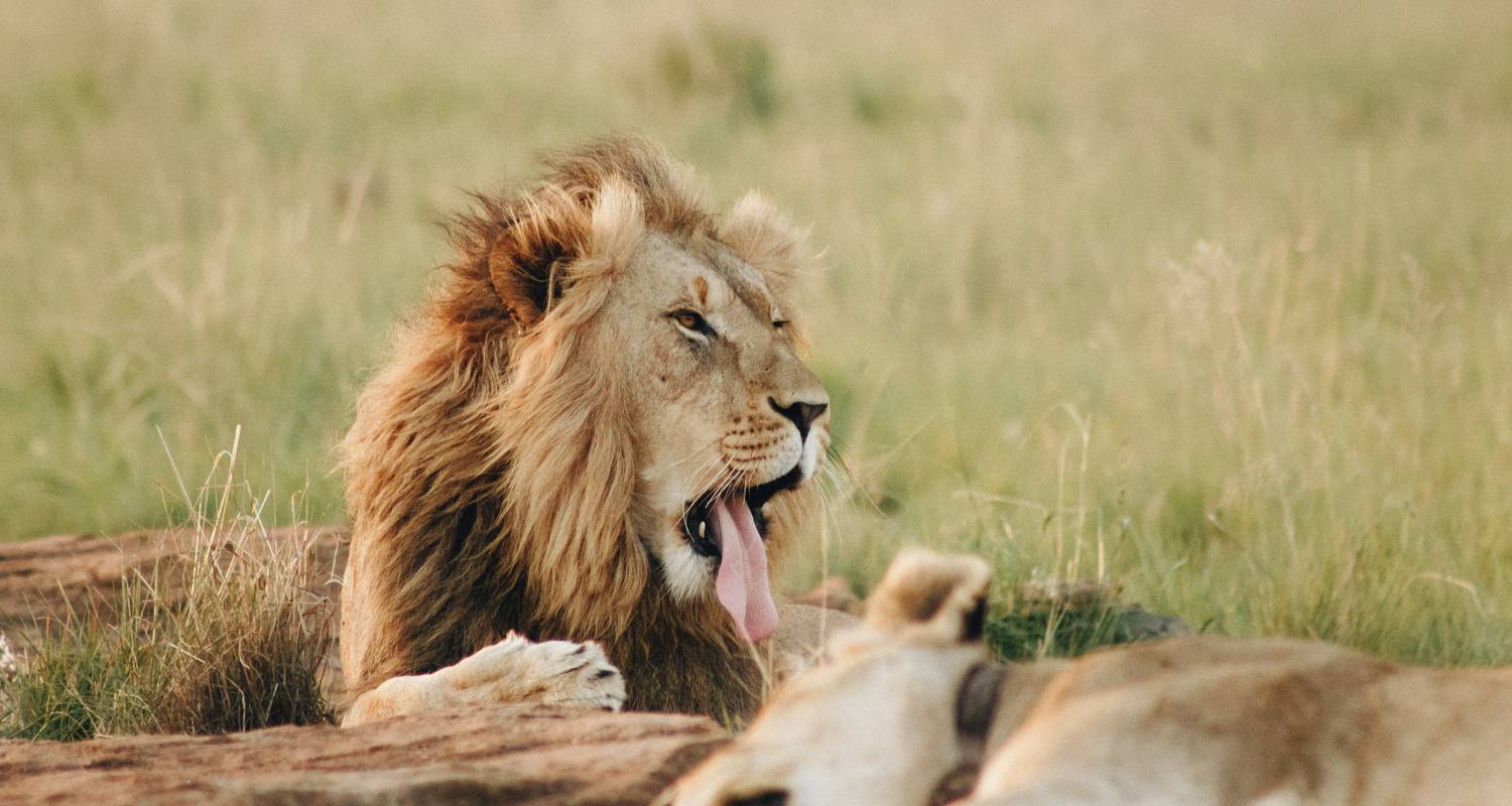 Meilleur safari de 3 jours dans le Serengeti au départ de Mwanza à un prix raisonnable. - Africa Natural Tours