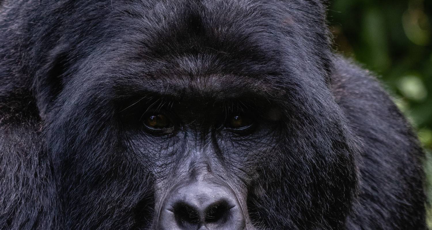 3 Days of Uganda Gorilla Safari - All in Africa Safaris