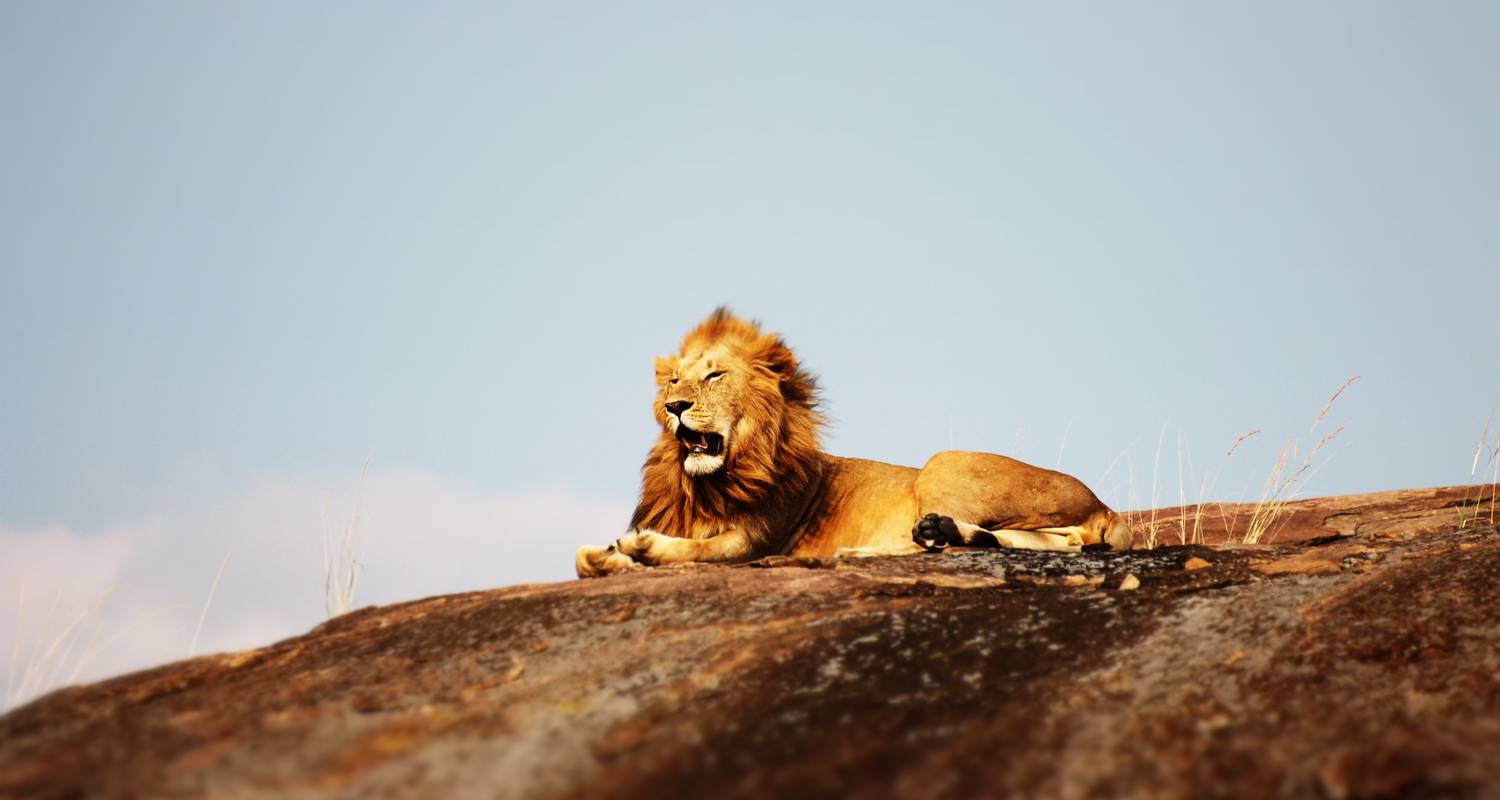 4 días de safari por el Serengeti desde Arusha con un coste razonable. - Africa Natural Tours