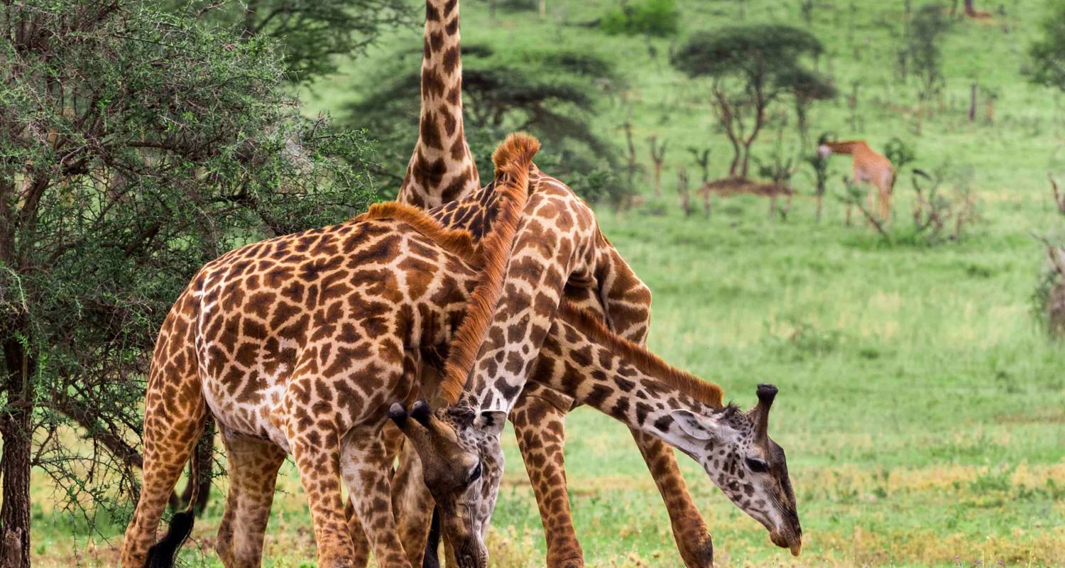 Ngorongoro Big Five Safari