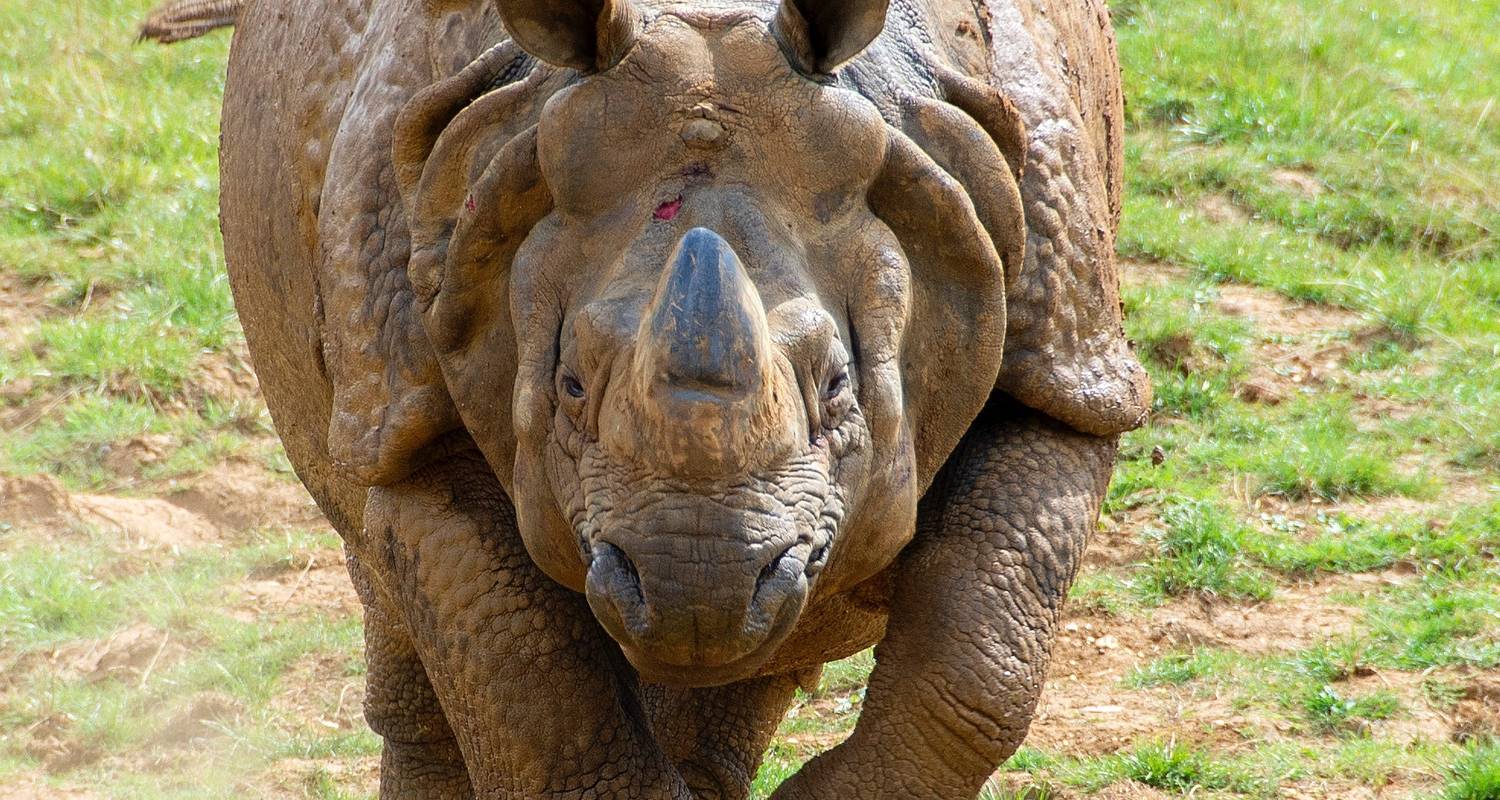 Faites l'expérience du meilleur safari Big 5 de 7 jours au Masai Mara à un prix raisonnable. - Africa Natural Tours