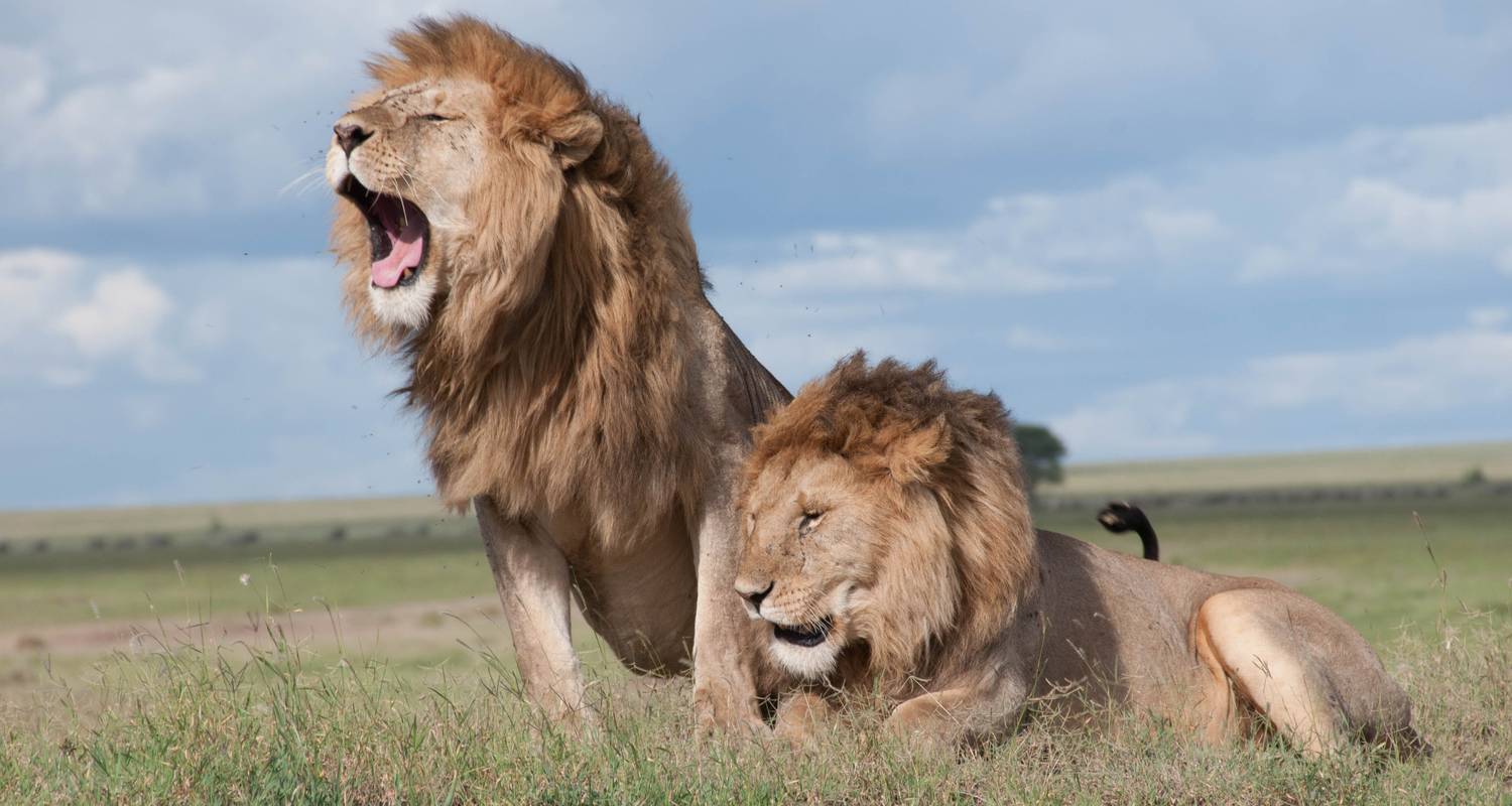 Safari de 4 jours en Tanzanie avec hébergement de luxe - Afrishare Trekking And Safaris