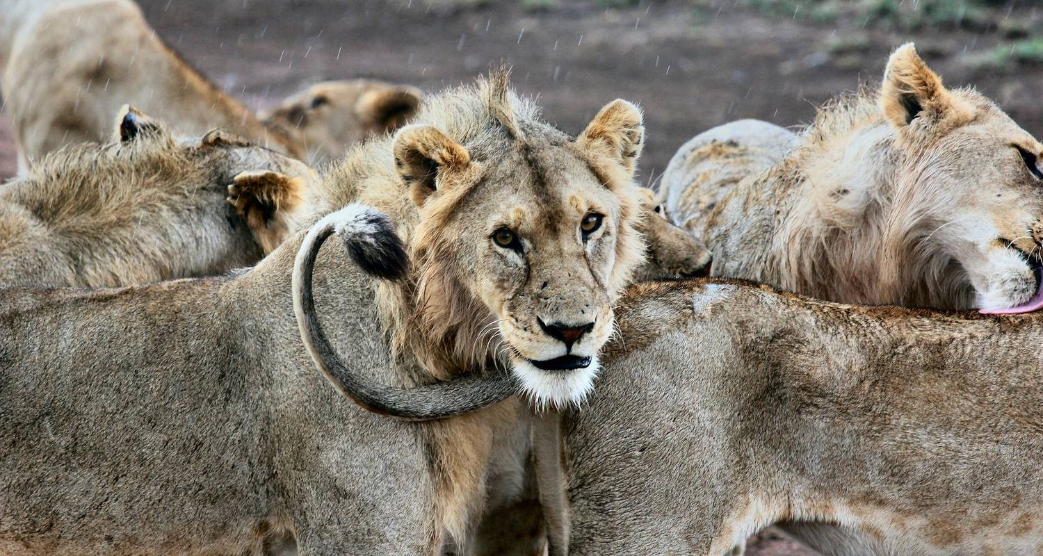 Big Five in Selous und Ruaha Safari - 6 Tage - Afrishare Trekking And Safaris