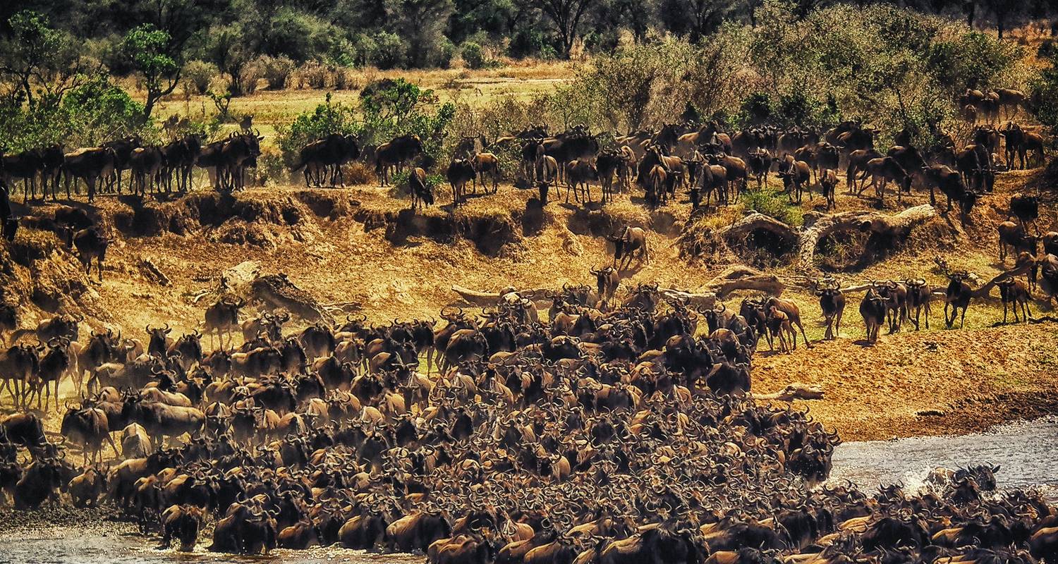 4 jours de safari de migration des gnous du Serengeti - explorez la plus célèbre des Tanzanie : le parc national du Serengeti, à un prix raisonnable. - Africa Natural Tours