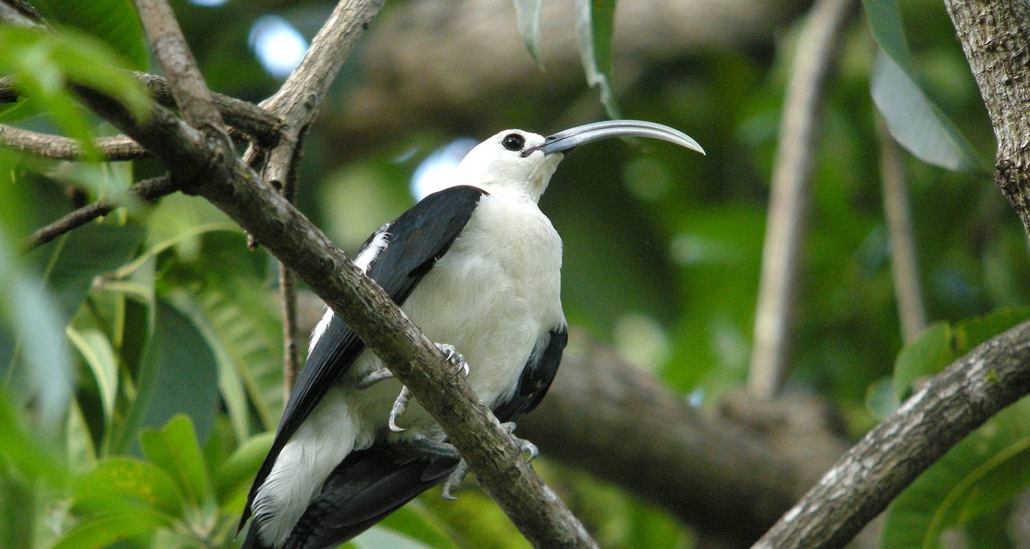 Regenwald Vogelbeobachtung - Travelia Safari