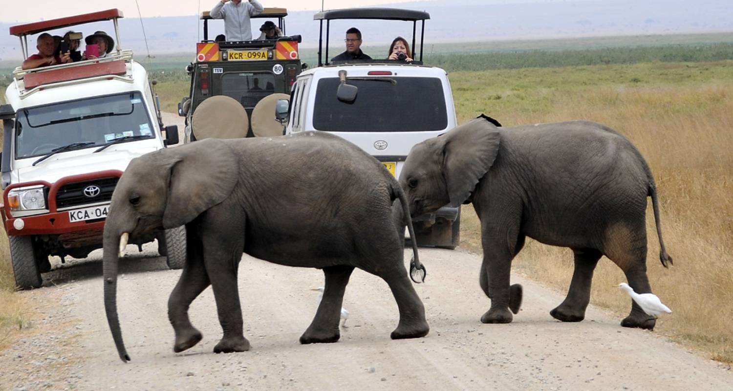 Découvrir la beauté du parc national d'Amboseli lors d'une excursion d'une journée - Smile view Kenya tours and travel