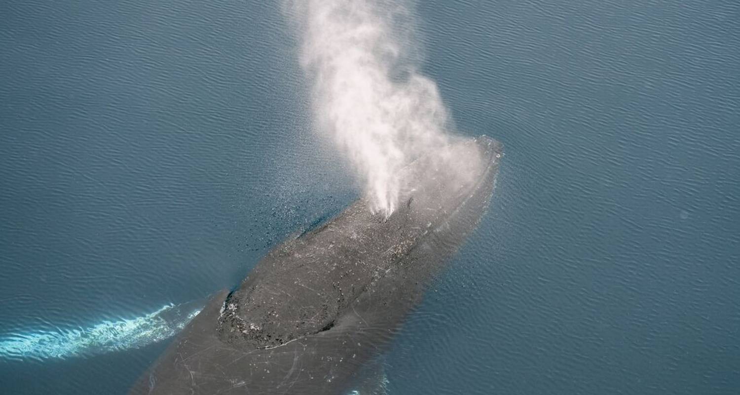 Best of Antarctica: Whale Discovery (Ocean Endeavour) - Intrepid Travel