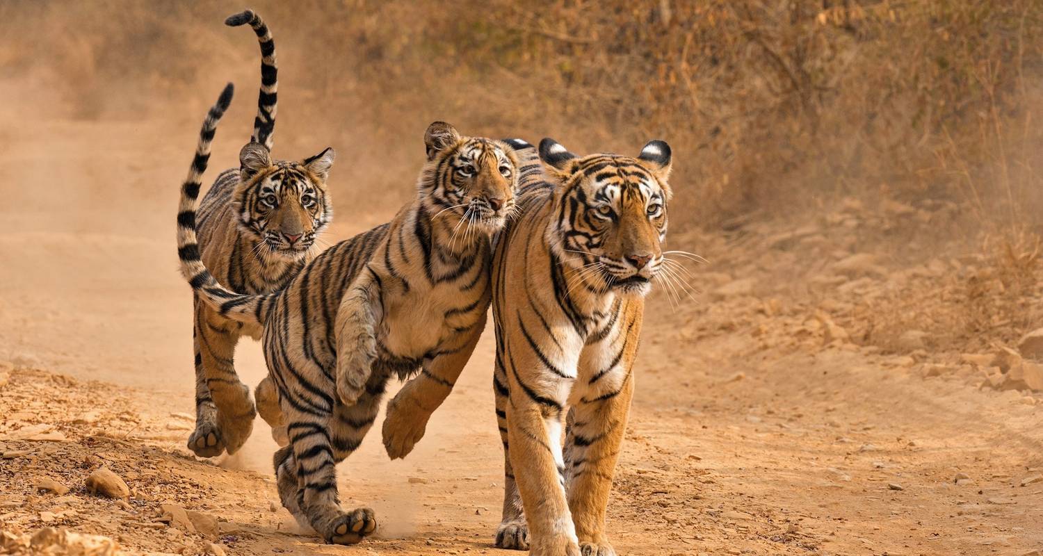 Essence de l'Inde - petits groupes, fin à Jaipur, 8 jours, porte à porte - Luxury Gold