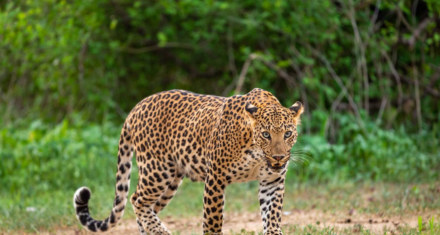 Ranthambore Busreisen