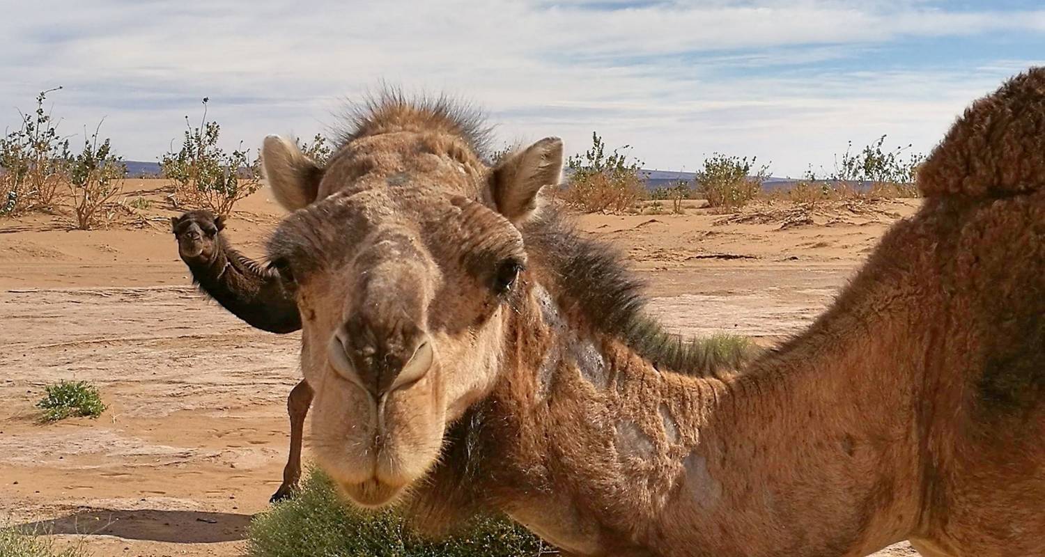 9 Dagen De Zuidelijke Oase, Kasbahs & Marokko Woestijn Culturele Rondreis vanuit Marrakech - Morocco Social Impact Travels