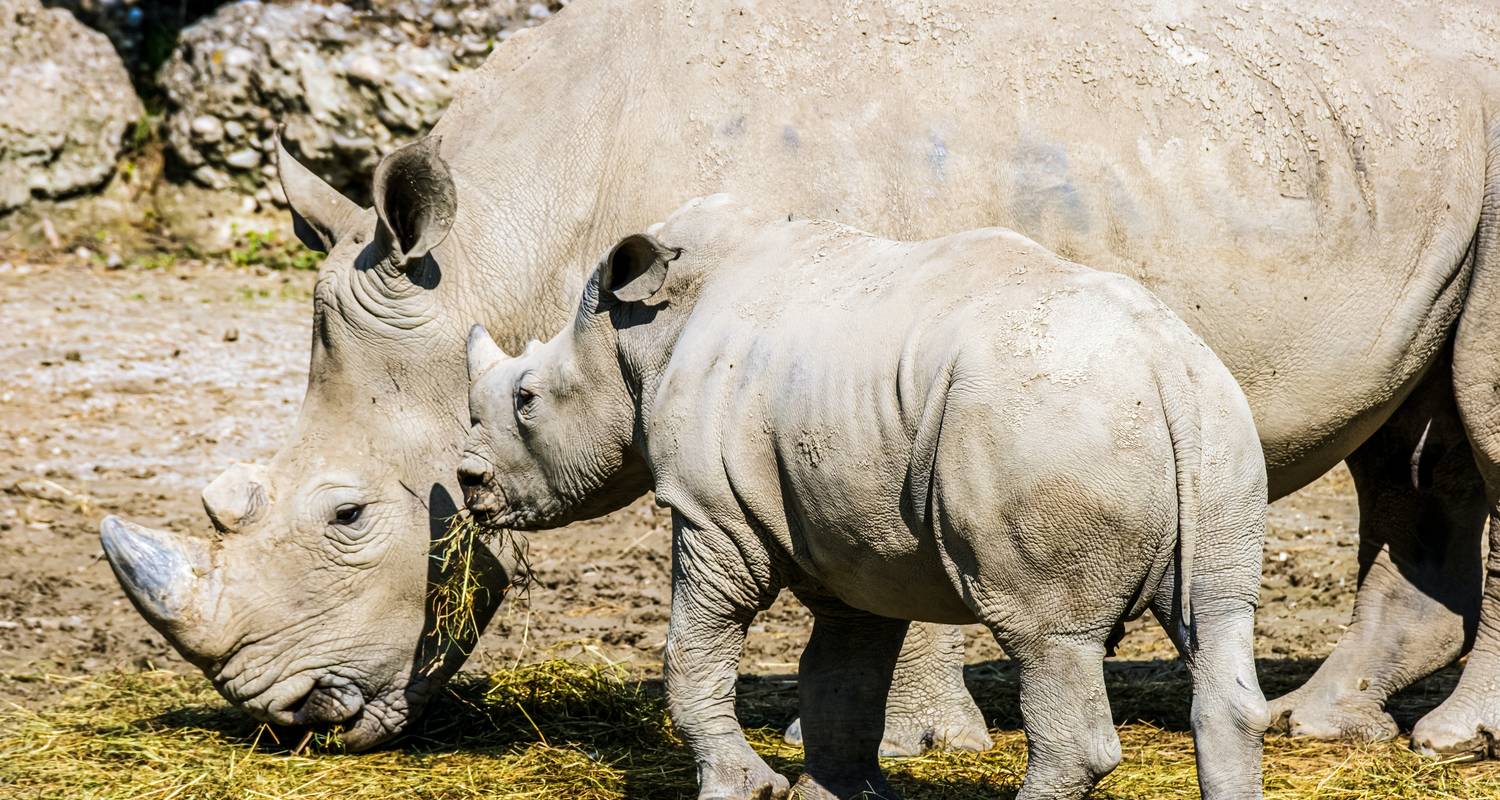 Circuito de un día al Cráter del Ngorongoro. - Africa Natural Tours