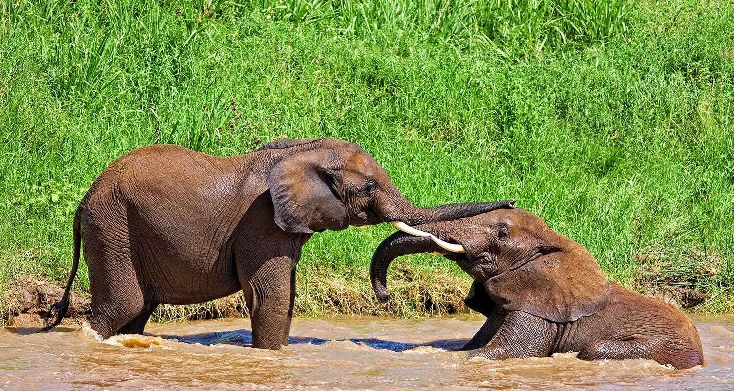 El mejor safari de 2 días por Tanzania: Cráter del Ngorongoro con coste razonable. - Africa Natural Tours