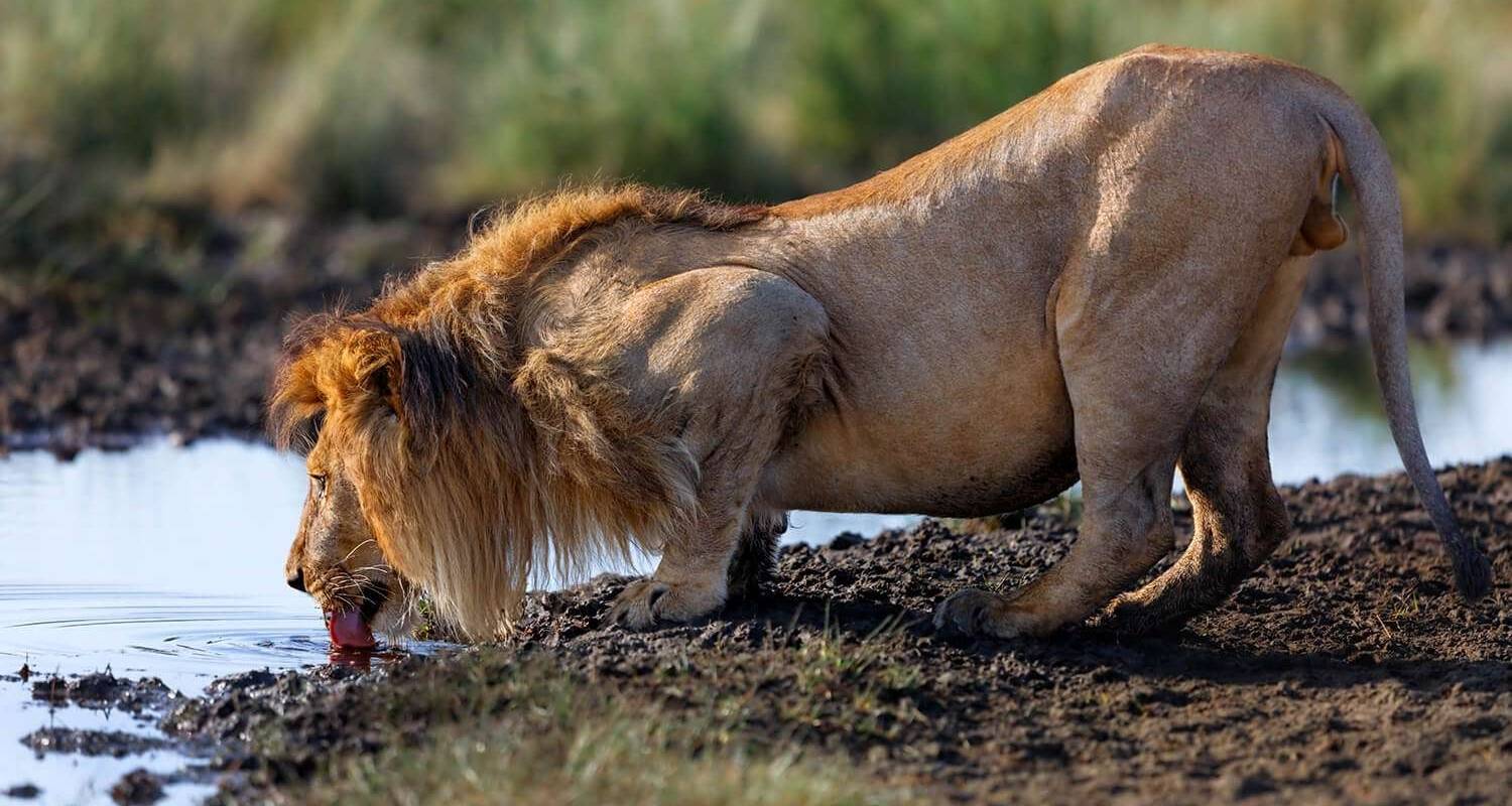 El más bonito y conocido safari de 3 días por Tanzania: el cráter del Ngorongoro a un precio razonable - Africa Natural Tours