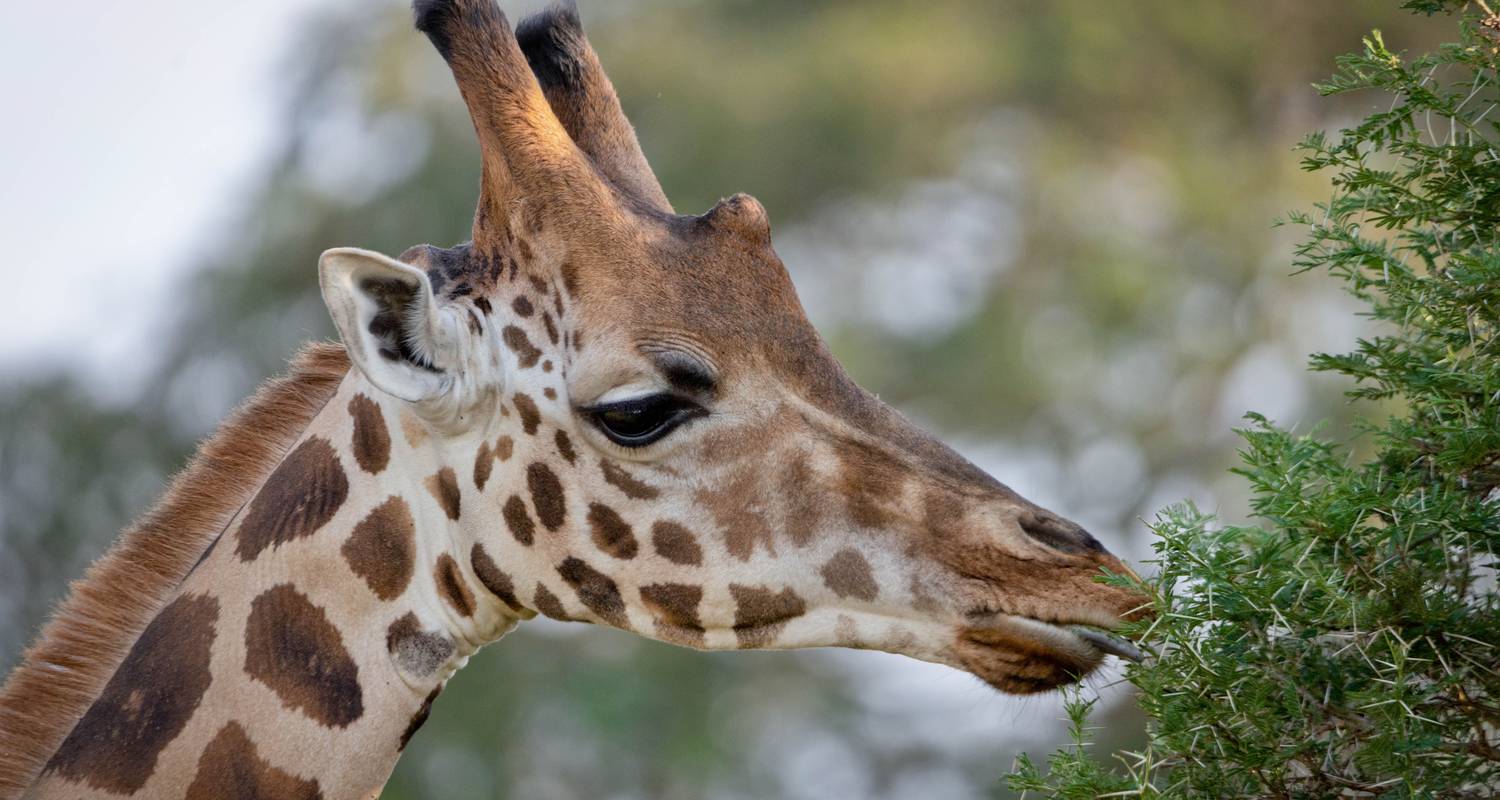 10 Days Uganda wildlife and Primate Trekking Safari - All in Africa Safaris