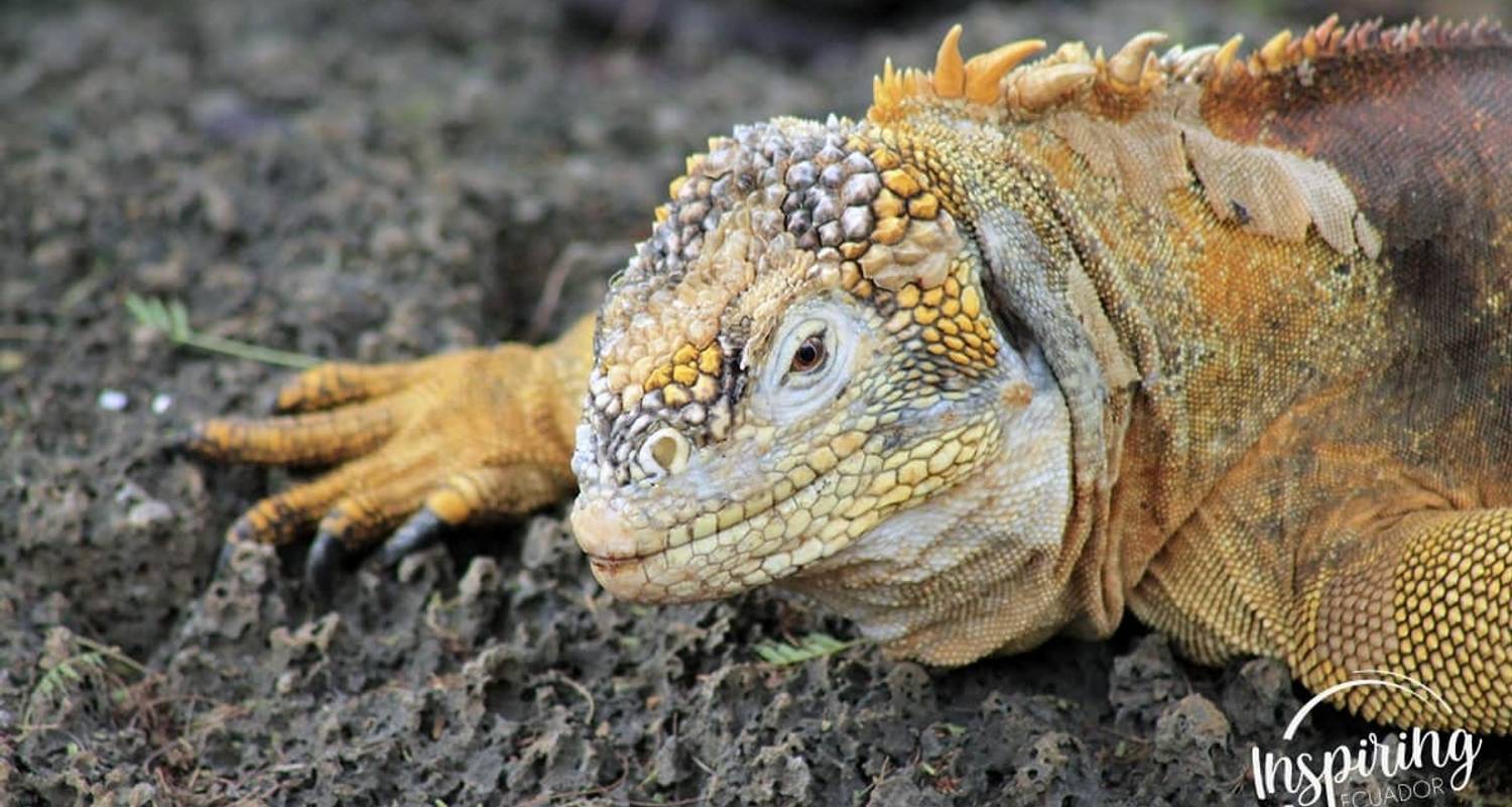 Aux Galapagos pour un budget limité
 - Inspiring Ecuador