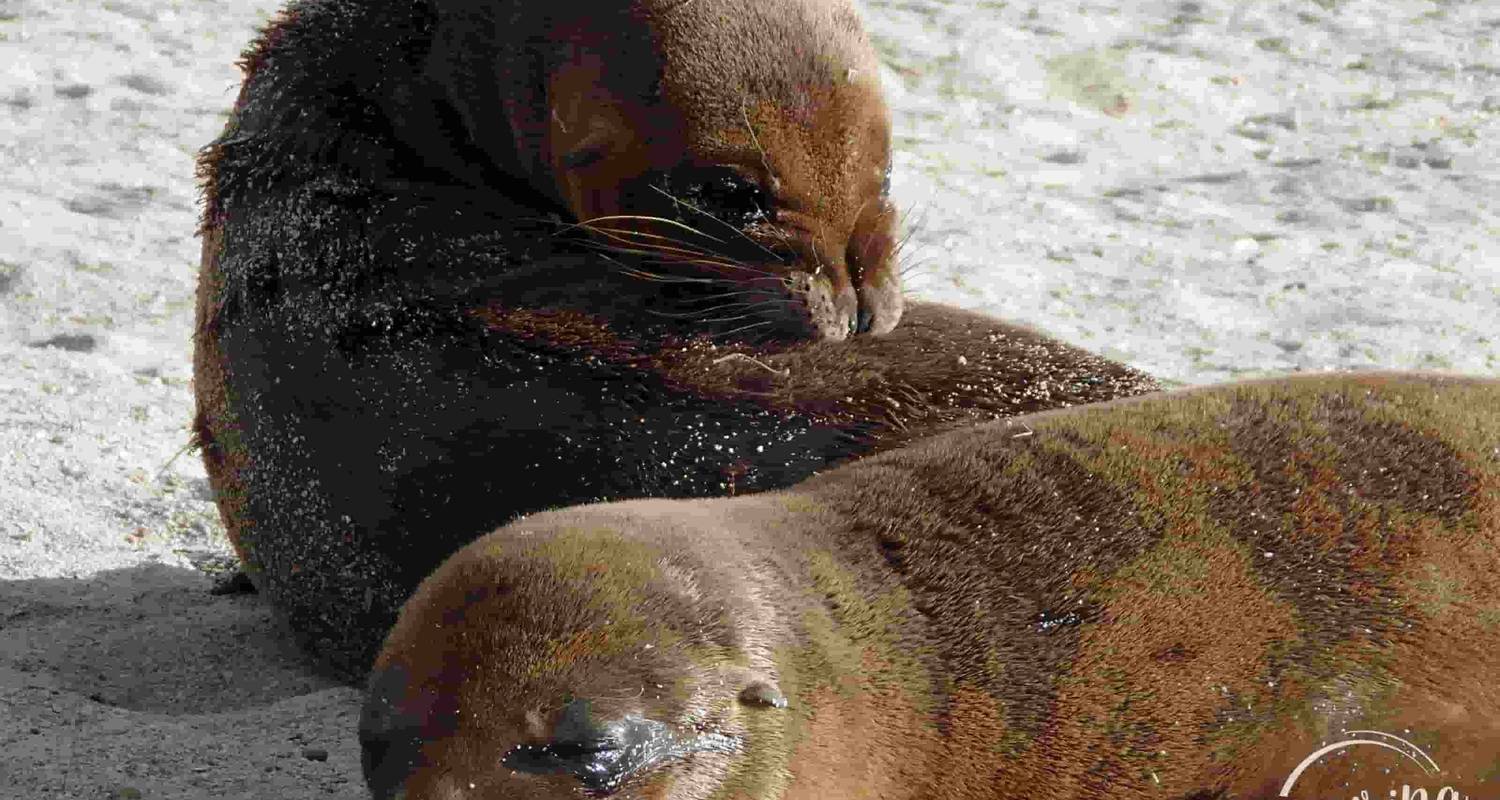 Galápagos de isla en isla con un presupuesto - 7 días - Inspiring Ecuador