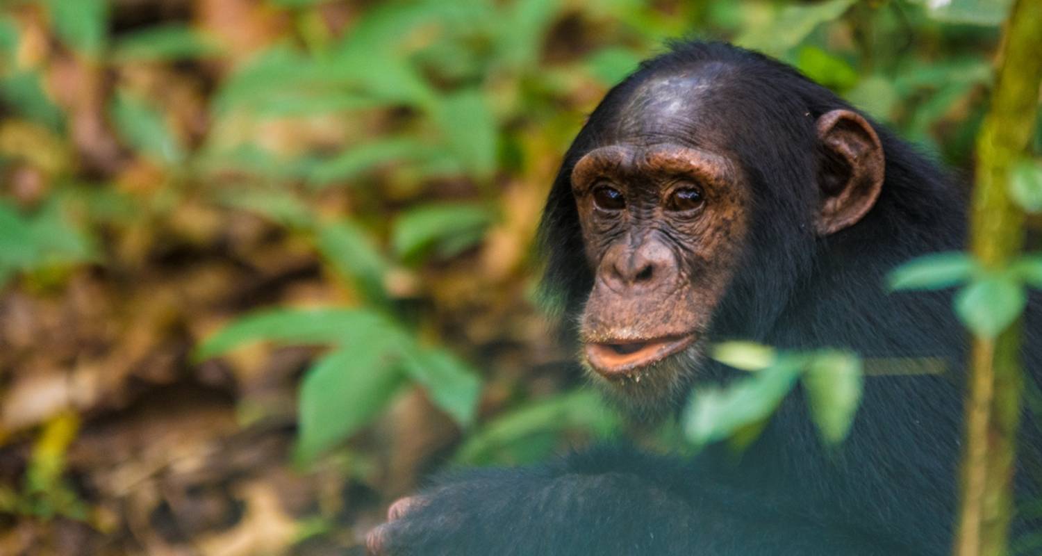 3 Days Uganda Chimpanzee Tracking Tour - All in Africa Safaris