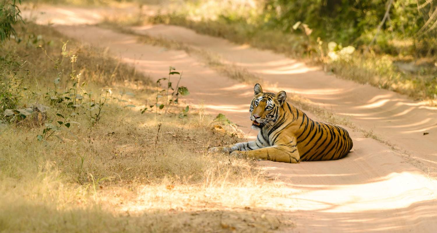 Bandhavgarh Nationalpark & Ranthambore Tiger Safarii - GoBook India Tours