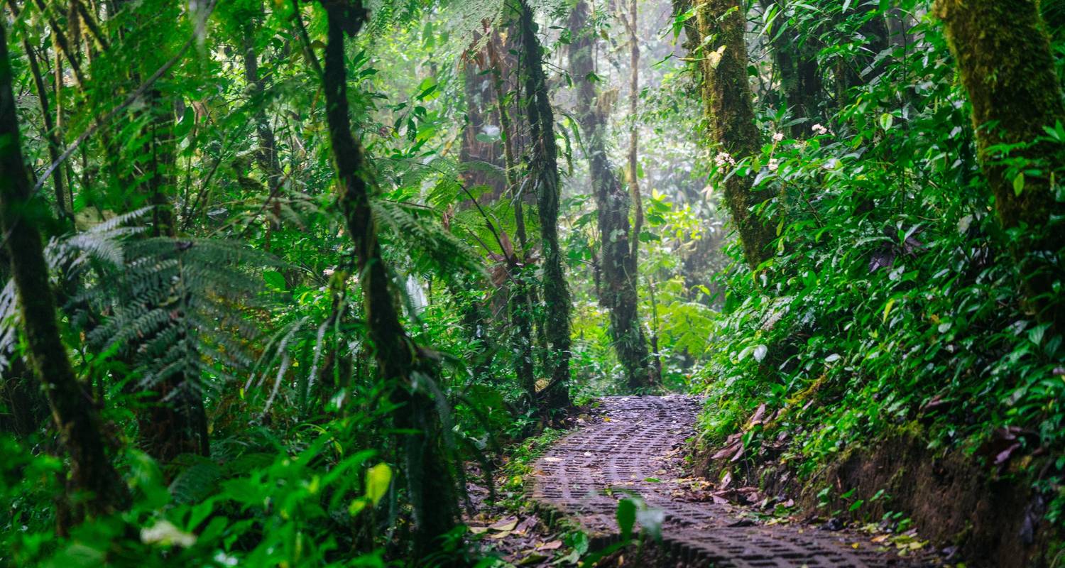 Natur pur Costa Rica - Miller Reisen