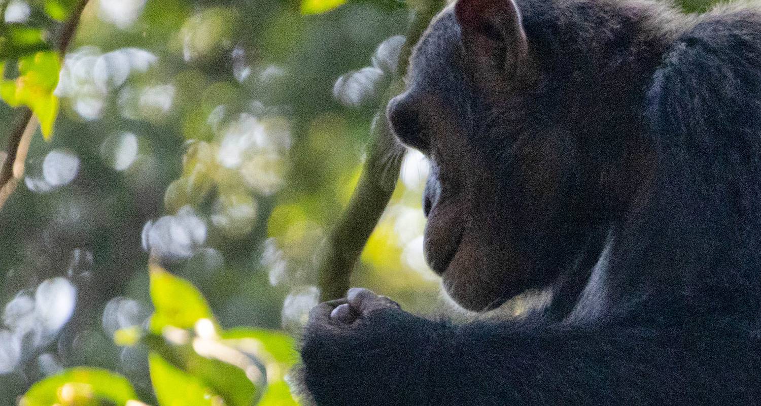 3 Days of Chimpanzee Tracking - All in Africa Safaris