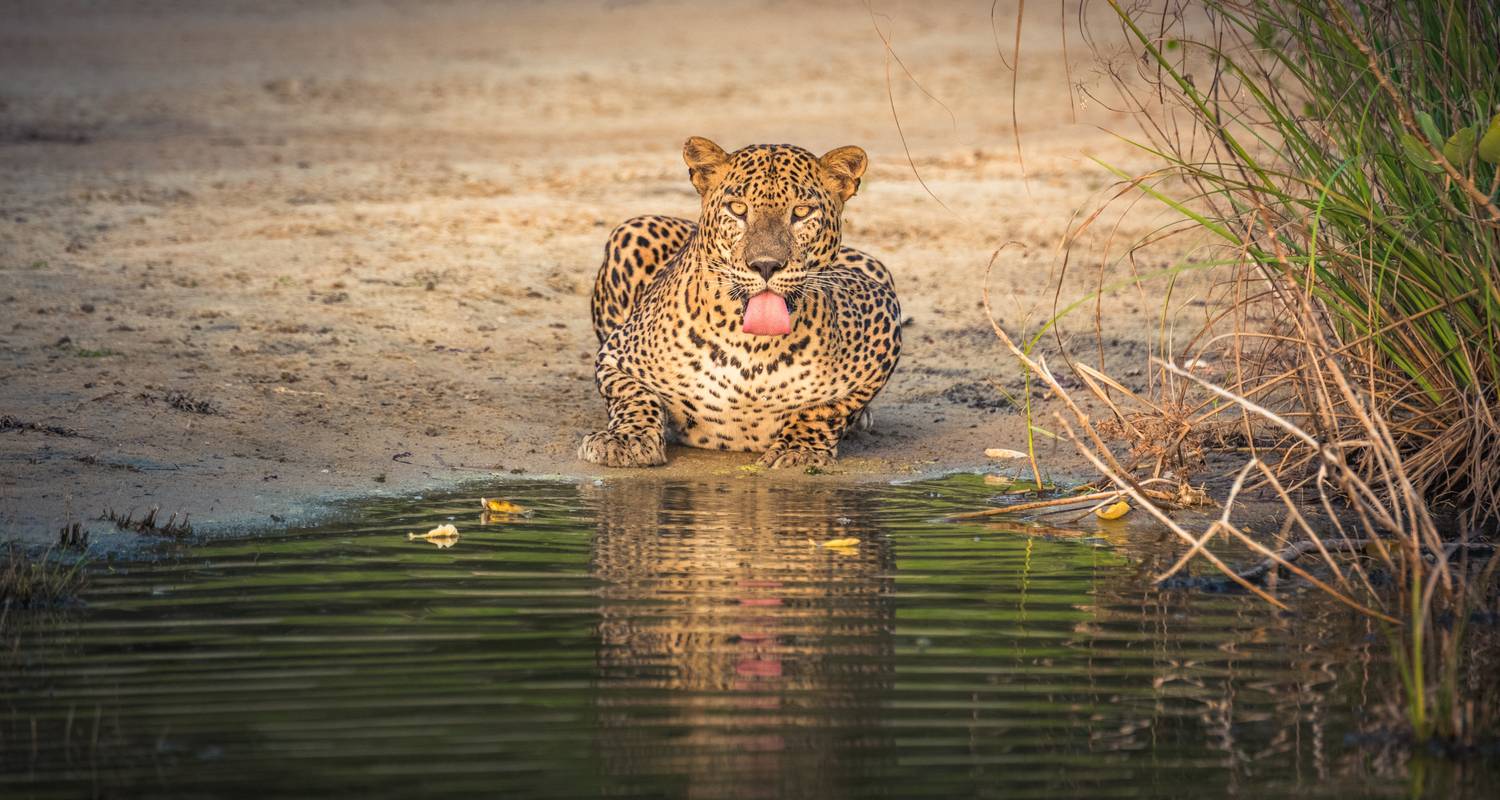 Safari Rondreizen in Yala Nationaal Park